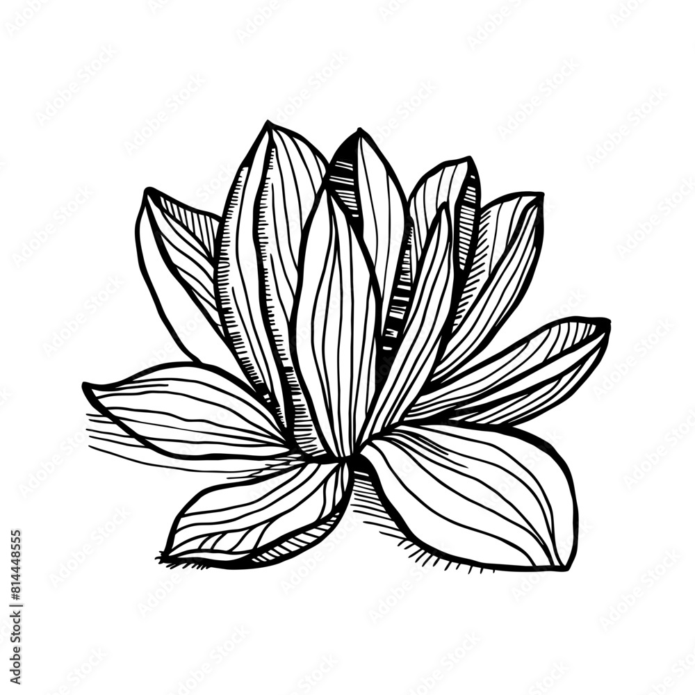 Magnolia Doodle Art: Elegant Flower Sketch for Stylish Designs Magnolia Doodle Art: Elegant Flower Sketch for Stylish Designs