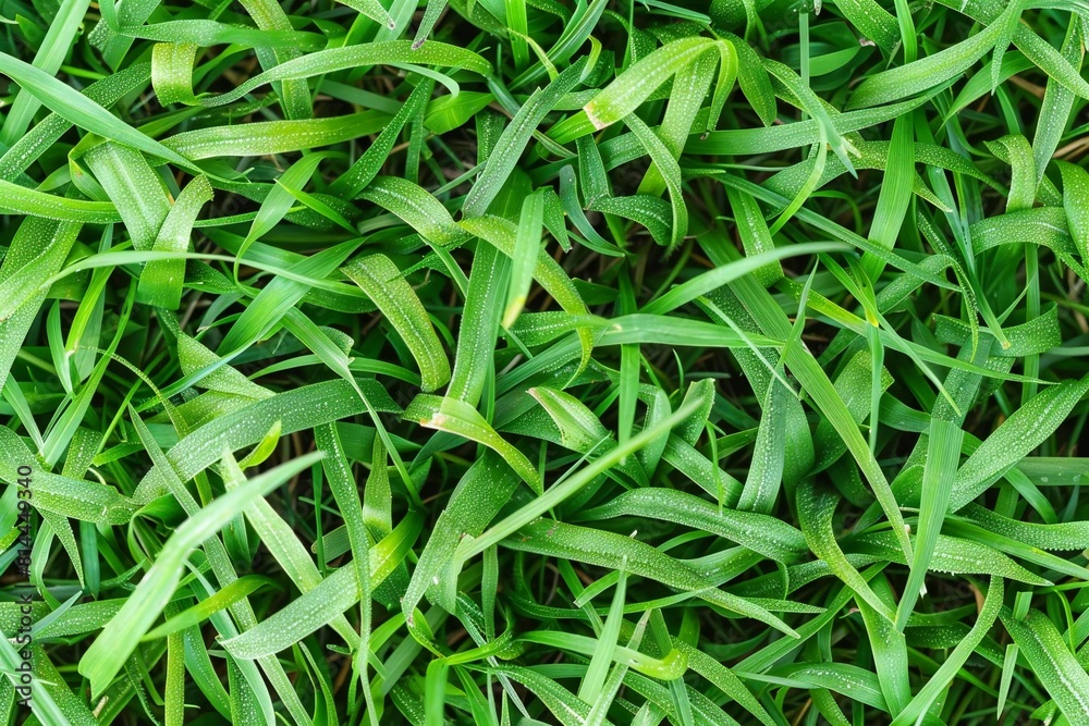Versatile Background Option: Vibrant Green Grass Texture Versatile Background Option: Vibrant Green Grass Texture