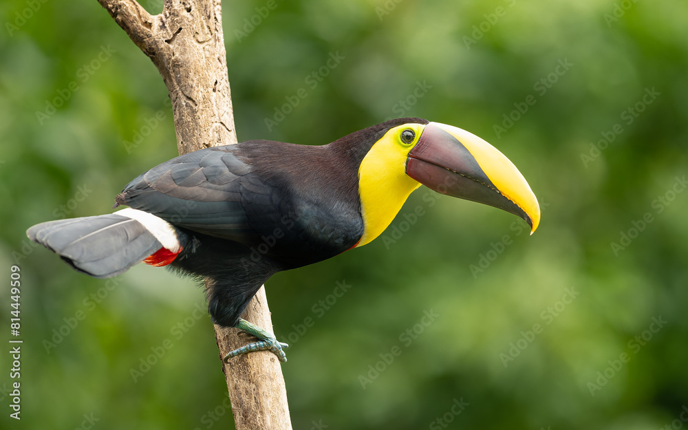 Fototapeta premium Goldkehltukan (Ramphastos ambiguus)