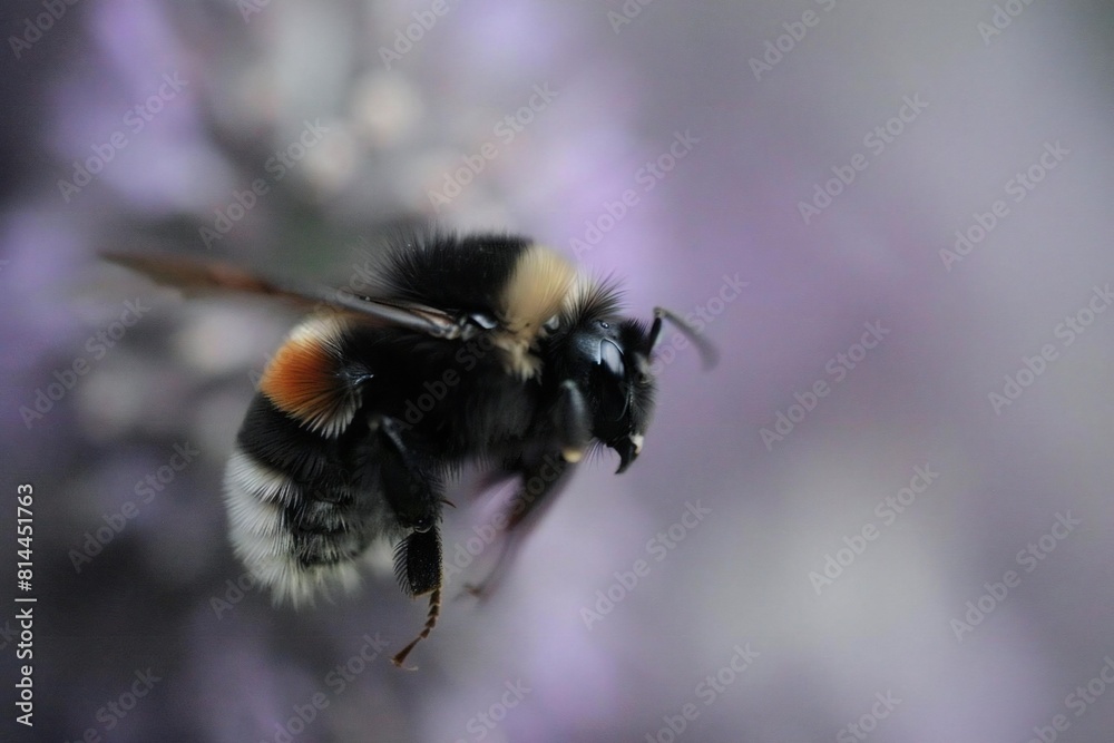 Capturing the Elegance of a Bee in Mid-Flight: A Stunning Macro Shot of Nature's Essential Pollinator Capturing the Elegance of a Bee in Mid-Flight: A Stunning Macro Shot of Nature's Essential Pollinator