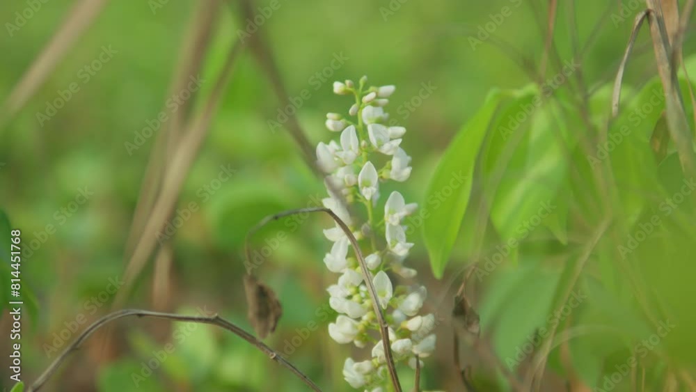 Close-up shot of delicate white flowers in a lush green field, soft focus on vibrant foliage Close-up shot of delicate white flowers in a lush green field, soft focus on vibrant foliage