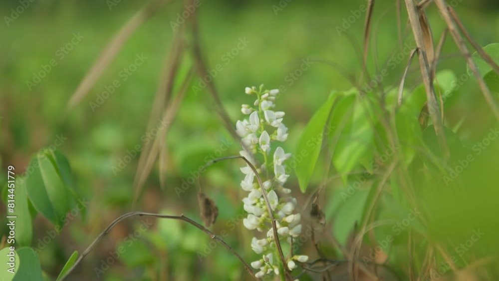 Close-up of white wildflowers gently swaying among vibrant green foliage Close-up of white wildflowers gently swaying among vibrant green foliage