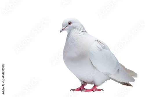 White Pigeon Standing on White Background