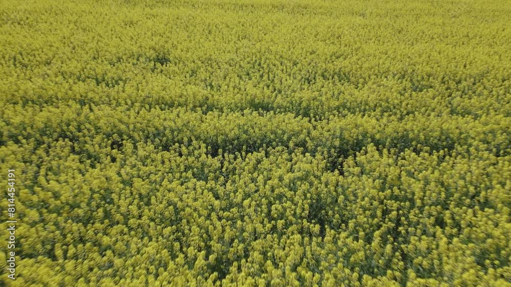 flight in retreat and ascent over a rapeseed plant plantation we begin by visualizing the flowers with their stems and we end with the great extension of the crop and appreciating straight lines flight in retreat and ascent over a rapeseed plant plantation we begin by visualizing the flowers with their stems and we end with the great extension of the crop and appreciating straight lines