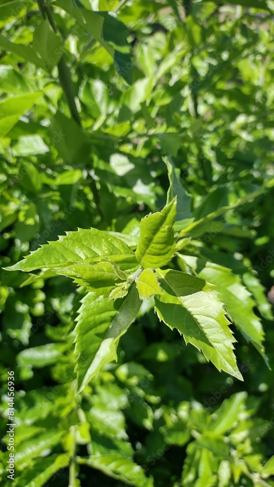 leaves leaves