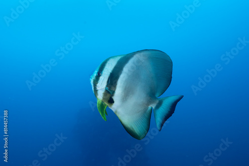 Platax teira, comunemente chiamato pesce pipistrello teira nella laguna di truk, Micronesia photo