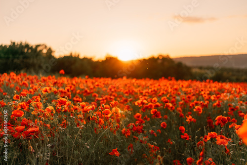 Field poppies sunset light banner. Red poppies flowers bloom in meadow. Concept nature  environment  ecosystem.