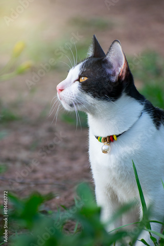 A beautiful black and white cat staring at the light on the left.