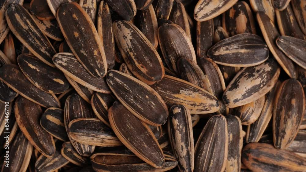 close up shot top view of the spinning sunflower seeds close up shot top view of the spinning sunflower seeds