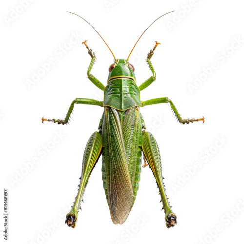 Close-up view of a green grasshopper, showcasing its vivid color and detailed body structure transparent background, PNG