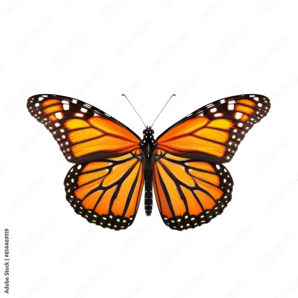 A vibrant Monarch butterfly displays its stunning orange and black wings transparent background, PNG A vibrant Monarch butterfly displays its stunning orange and black wings transparent background, PNG