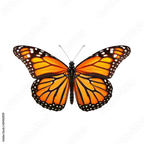 A vibrant Monarch butterfly displays its stunning orange and black wings transparent background, PNG © AI Art Factory
