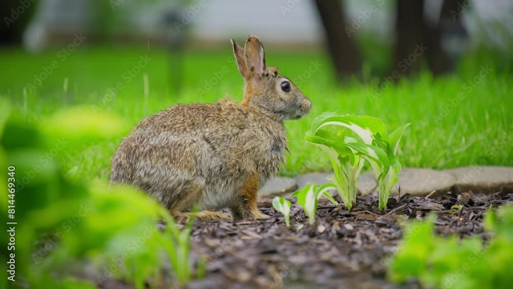 Grey hare, rabbit eating grass on backyard in suburb
