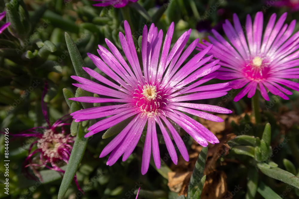 Lampranthus spectabilis