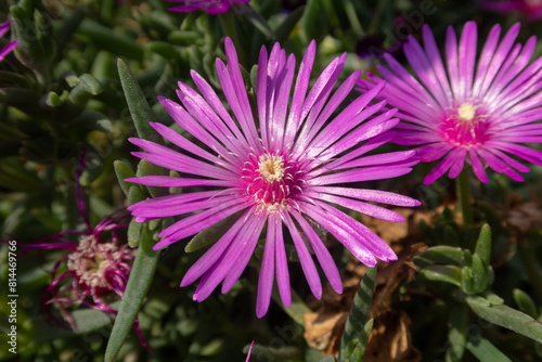 Obraz na płótnie Lampranthus spectabilis w salonie