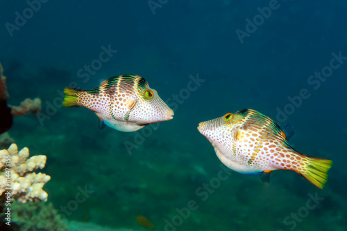 Saddle Valentini Puffer (Canthigaster valentini), two males fighting for terririrry