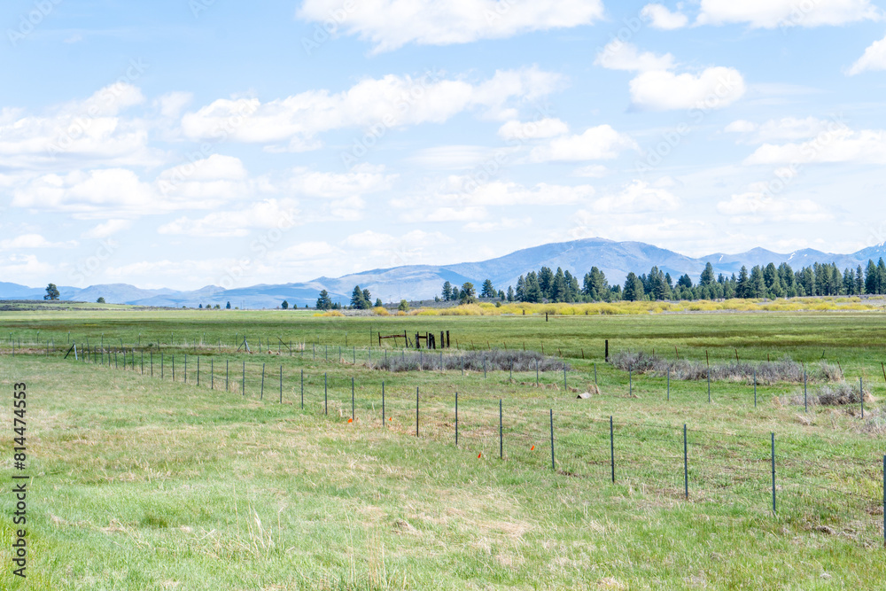 Fototapeta premium green grassy meadow landscape with sky and clouds