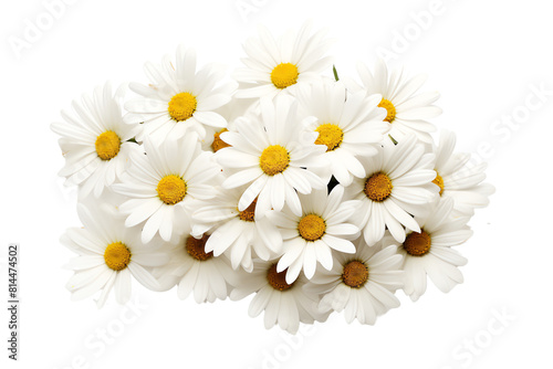 White daisies are the perfect way to add a touch of beauty to any room © Suritong