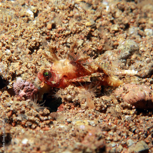 Dendrochirus brachypterus is a species of marine fish of the Scorpaenidae family.3 photo
