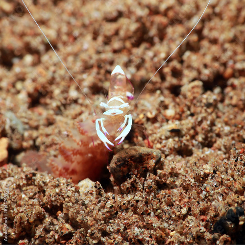 Antonbruun's shrimp, false anemone shrimp (Urocaridella antonbruunii), photo