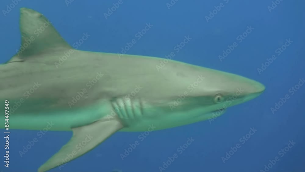 Grey reef shark with a remora on its back swims left to right as the ...