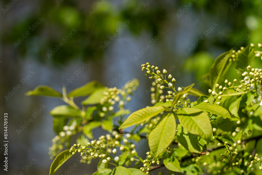 Budding bird cherry on a sunny spring day. Bird cherry, hackberry, hagberry, or Mayday tree (Prunus padus). Spring background. Nature background. Selective focus. Budding bird cherry on a sunny spring day. Bird cherry, hackberry, hagberry, or Mayday tree (Prunus padus). Spring background. Nature background. Selective focus.