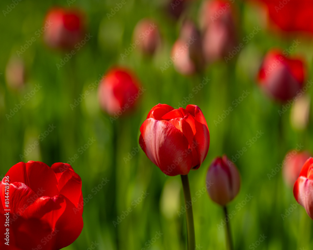 Red tulips background. Red tulips starting to bloom in tulip field in garden. Selective focus. Red tulips background. Red tulips starting to bloom in tulip field in garden. Selective focus.