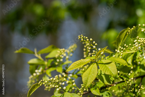 Budding bird cherry on a sunny spring day. Bird cherry, hackberry, hagberry, or Mayday tree (Prunus padus). Spring background. Nature background. Selective focus. photo