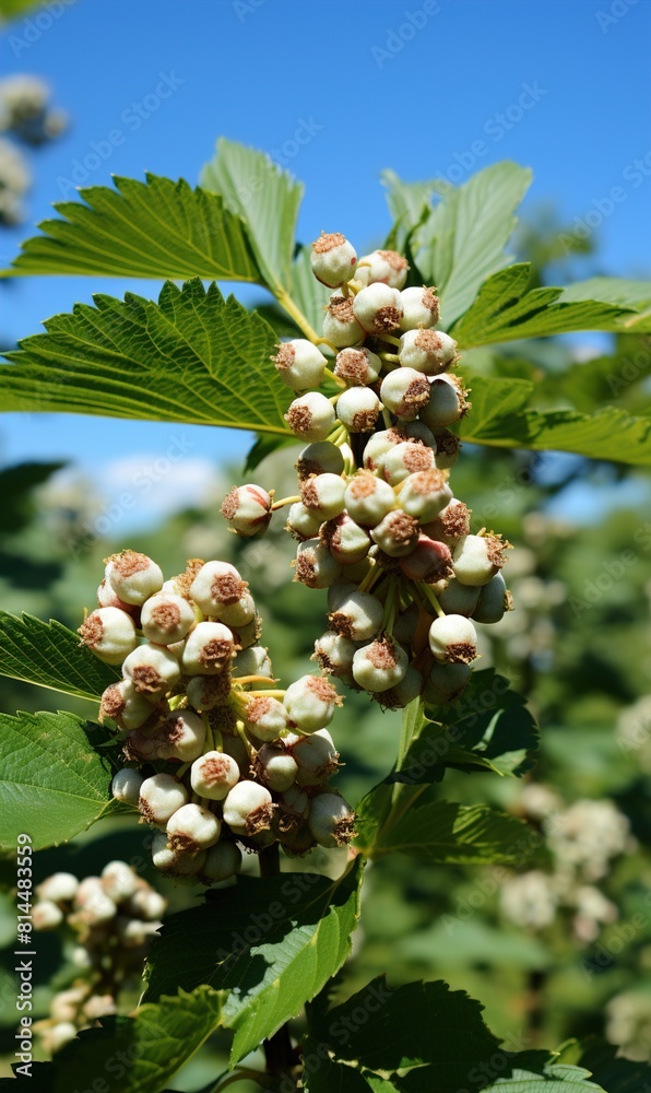 Inflorescence of red horse-chestnut on a branch against sky Inflorescence of red horse-chestnut on a branch against sky