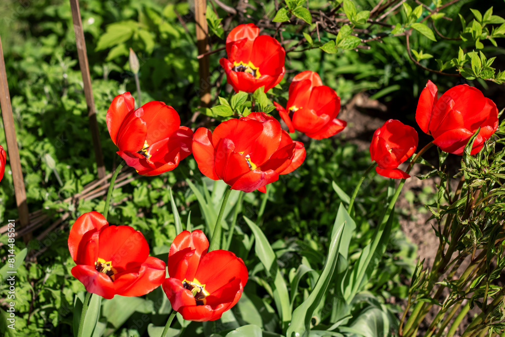 Red tulips bloom among grass in garden as annual plants Red tulips bloom among grass in garden as annual plants