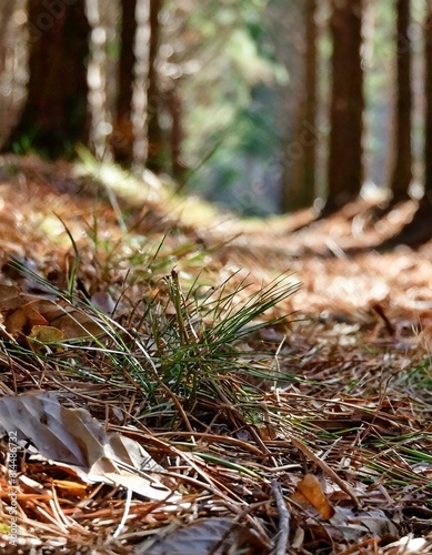 moss covered needles close-up view of grass dry pine needles and fallen leaves scattered across the forest floor,