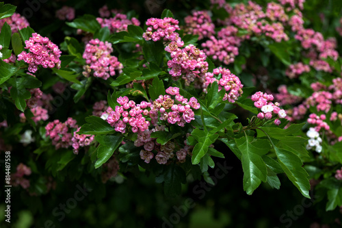 Crataegus monogyna rubra Plena is blossom in spring garden