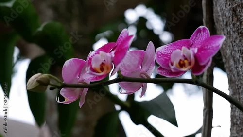 Selective focus Doritaenopsis, commonly known as Moonflower Orchid in India and Anggrek Bulan in Indonesia.