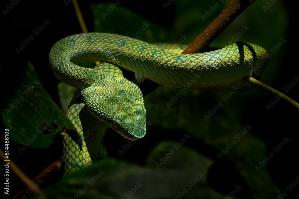 Bornean keeled green pit viper - Tropidolaemus subannulatus, beautiful venomous green pit viper from tropical forests of Southeast Asian islands, Borneo. Bornean keeled green pit viper - Tropidolaemus subannulatus, beautiful venomous green pit viper from tropical forests of Southeast Asian islands, Borneo.