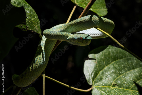 Bornean keeled green pit viper - Tropidolaemus subannulatus, beautiful venomous green pit viper from tropical forests of Southeast Asian islands, Borneo. photo