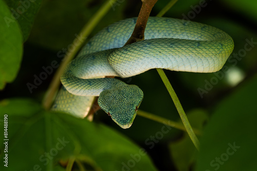 Bornean keeled green pit viper - Tropidolaemus subannulatus, beautiful venomous green pit viper from tropical forests of Southeast Asian islands, Borneo. photo