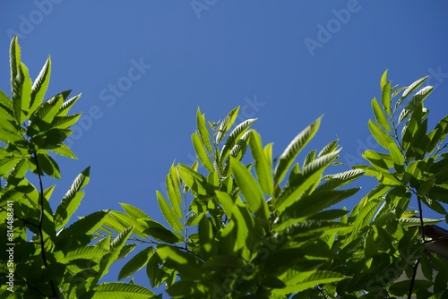 空と緑