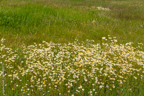 Matricaria chamomilla  recutita. Meadow covered with flowering plants of wild chamomile.