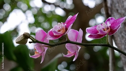 Selective focus Doritaenopsis, commonly known as Moonflower Orchid in India and Anggrek Bulan in Indonesia.