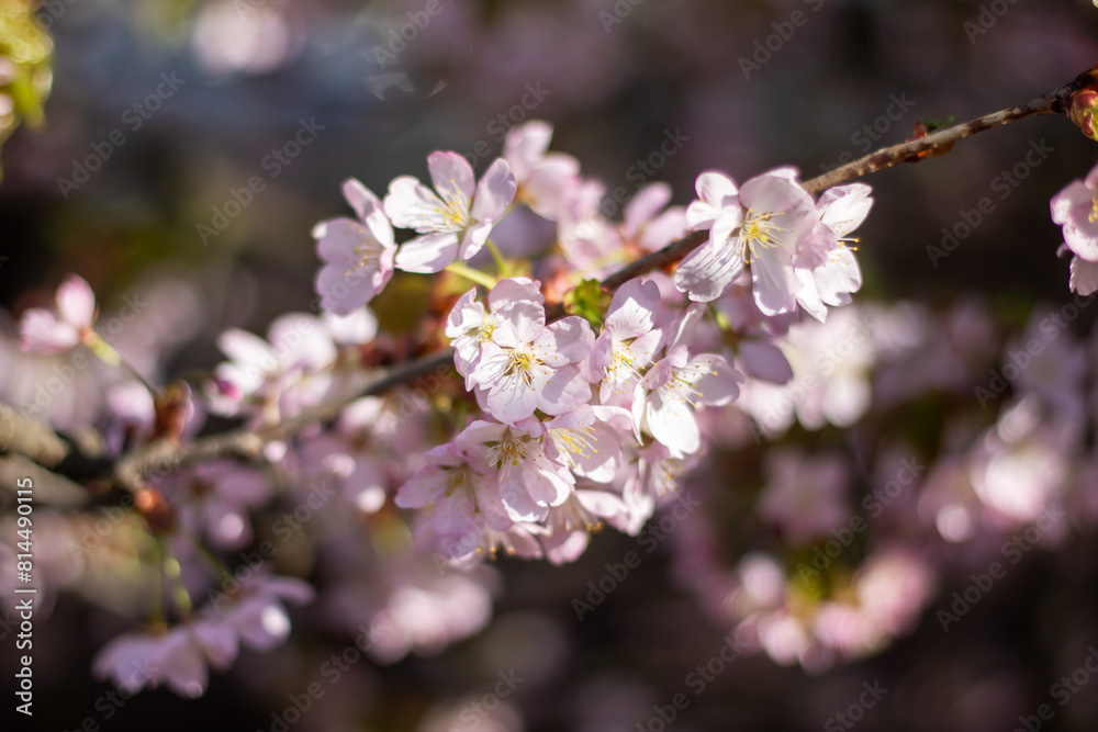 Closeup of cherry blossom petals on a twig in full bloom