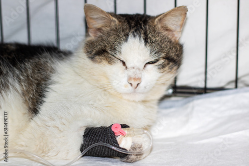 Sad gray cat with catheter on paw photo