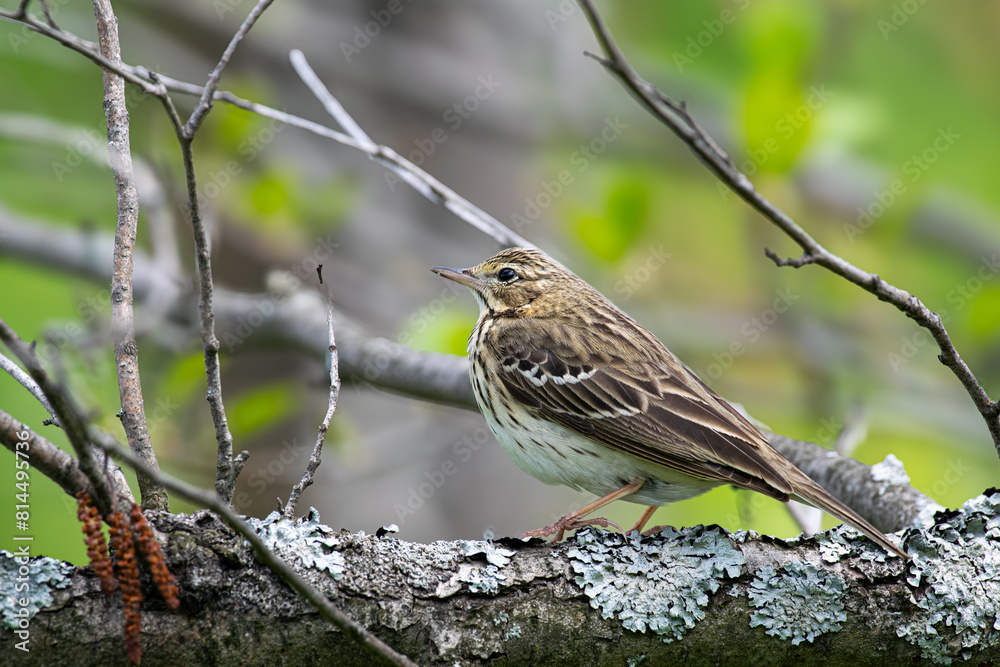 Fototapeta premium robin on a branch