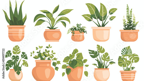 Home plants in clay pots. Green plants growing in flower