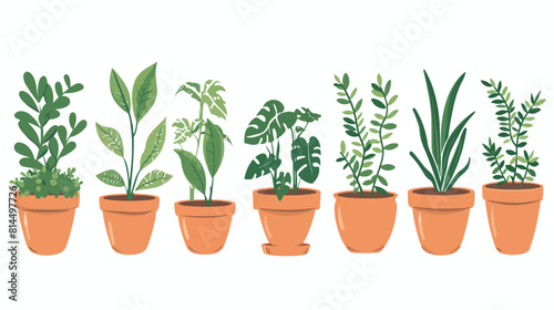 Home plants in clay pots. Green plants growing in flower