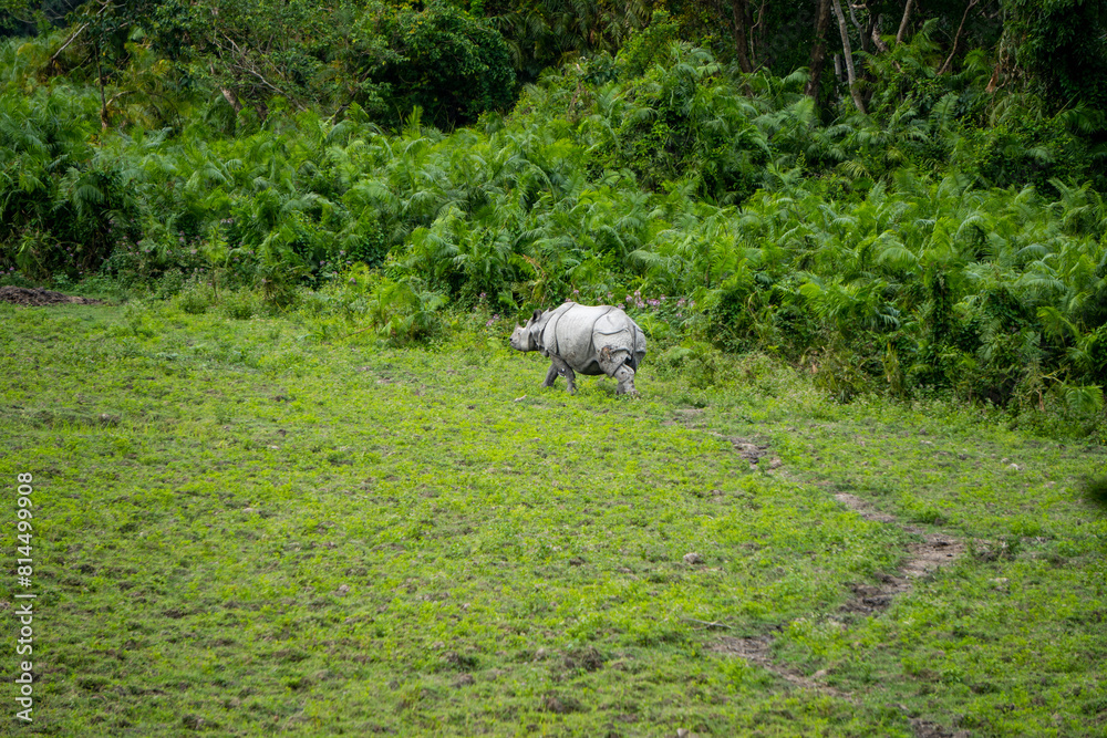 One horned Rhino in Kaziranga National Park of Assam 1 One horned Rhino in Kaziranga National Park of Assam 1