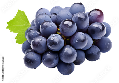 Blue wet grapes bunch isolated photo