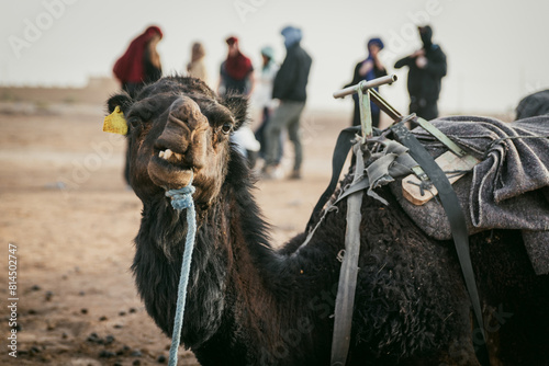Close up of camel in desert tour with tourists in background.  Narrow depth of field.