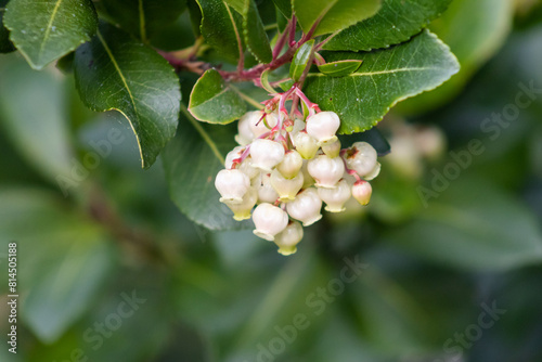 Photos Arbutus unedo, commonly known as the strawberry tree, or chorleywood, is an evergreen shrub or small tree in the family Ericaceae, native to the Mediterranean Basin and Western Europe