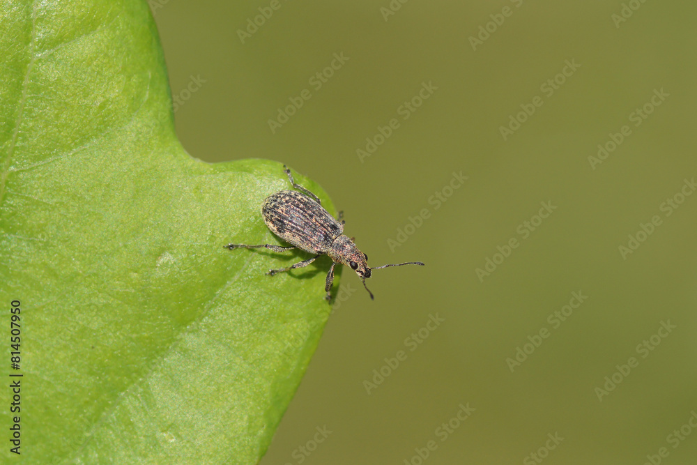Close up Polydrusus cervinus synonym Polydrosus cervinus, a small weevil of the family Curculionidae, subfamily Entiminae. On an oak leaf. Dutch garden. Spring, May Close up Polydrusus cervinus synonym Polydrosus cervinus, a small weevil of the family Curculionidae, subfamily Entiminae. On an oak leaf. Dutch garden. Spring, May
