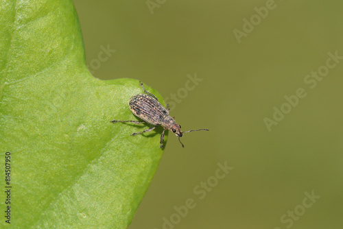 Close up Polydrusus cervinus synonym Polydrosus cervinus, a small weevil of the family Curculionidae, subfamily Entiminae. On an oak leaf. Dutch garden. Spring, May photo